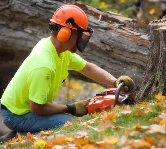 tree services Bayou L'Ourse